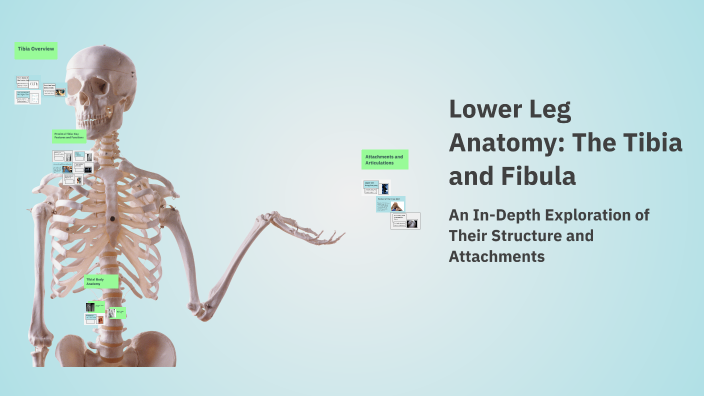 Lower Leg Anatomy: The Tibia and Fibula by syeda iqra on Prezi