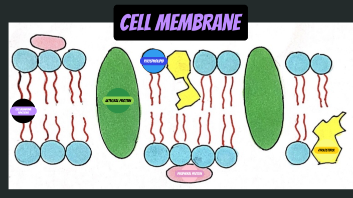 Cell Membrane Project by Vanshika Patel on Prezi