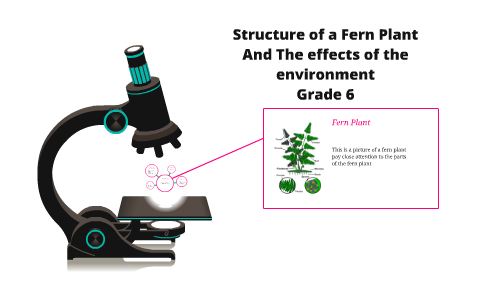 Structure of a Fern Plant by Robyn Clark on Prezi