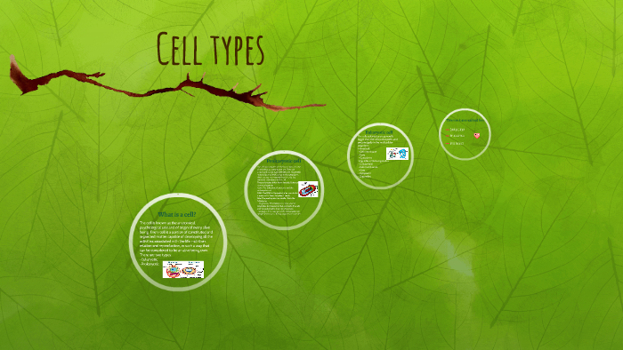 Cell types by Claudia Guerra Parrra on Prezi