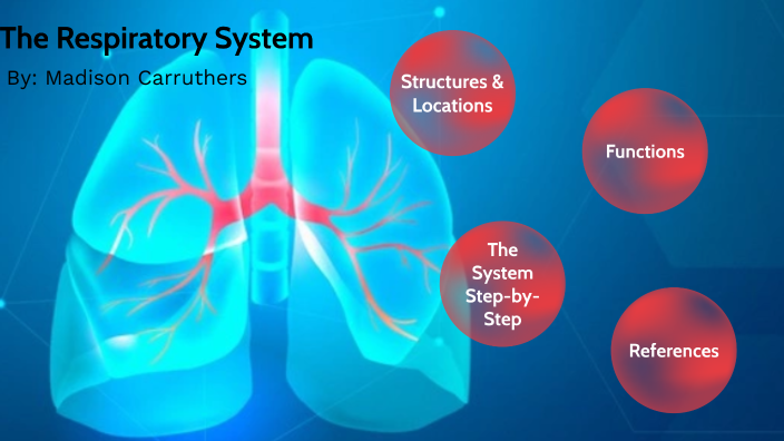 The Respiratory System by Madison Carruthers on Prezi