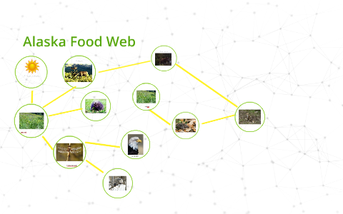 Alaska Food Web by Sarah Gajeski