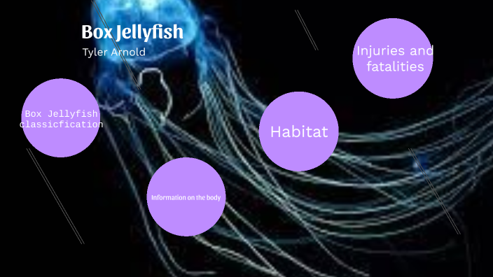 box jellyfish essay