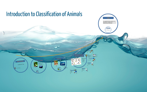 Introduction to Classification of Animals by Ms. Wright on Prezi