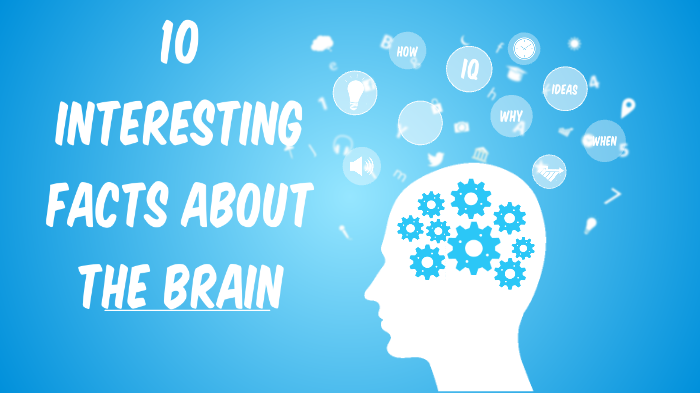 10 interesting facts about the brain by umknown manurung on Prezi