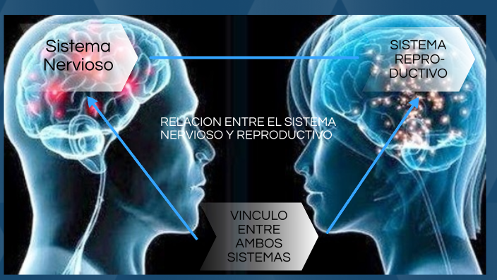 RELACION ENTRE EL SISTEMA NERVIOSO Y REPRODUCTIVO by Laura Amelia De