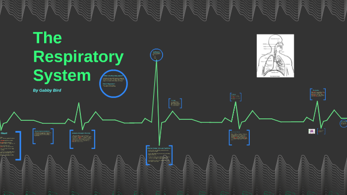 The Respiratory System by Gabby Bird on Prezi