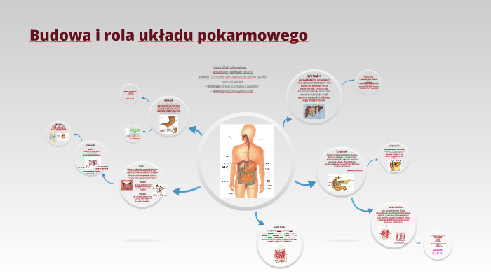 Budowa I Rola Układu Pokarmowego By Anna Głąbińska On Prezi 6965