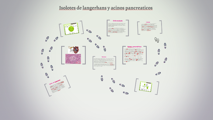 diagrama de islotes de langerhans