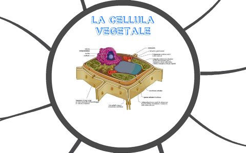 La cellula vegetale by Marika Marconi on Prezi