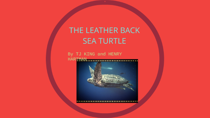 THE LEATHER BACK SEA TURTLE by Tenry kingman on Prezi
