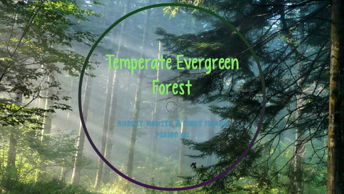 Temperate Evergreen Forest Biome by