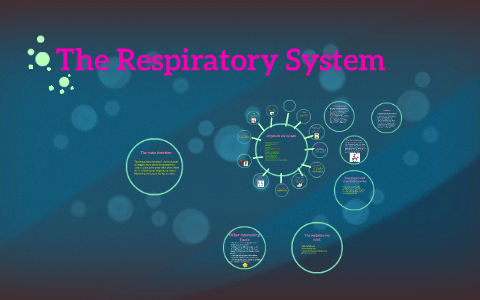 The Respiratory System by Julia Wolf