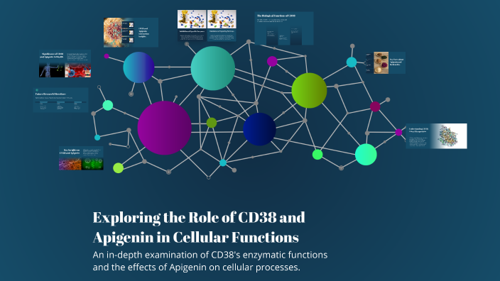 Exploring the Role of CD38 and Apigenin in Cellular Functions by ...