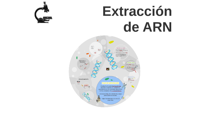 Extracción De Arn By Allende Aislinn On Prezi