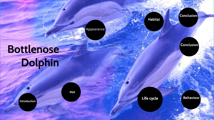 Zoe-Bottlenose Dolphin by Jessica Rose'Meyer on Prezi