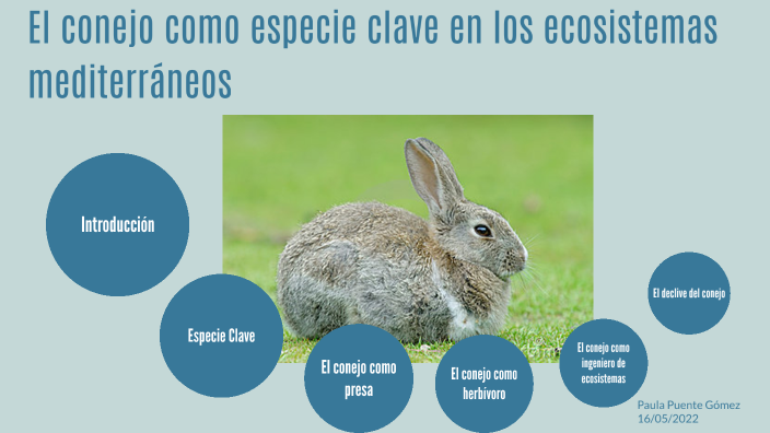 Como Se Relaciona El Conejo Con El Medio Ambiente prezi.com