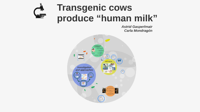 Transgenic Cows Produce Human Milk” By