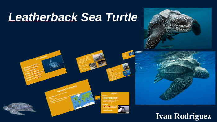 Leatherback Sea Turtle by ivan rodriguez on Prezi