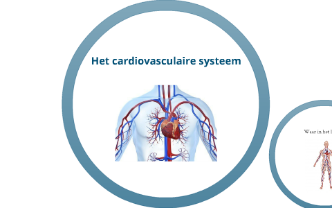 Het cardiovasculaire systeem by Joey Diekstra