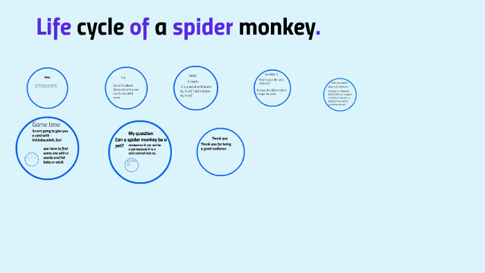 Monkey Life Cycle Diagram