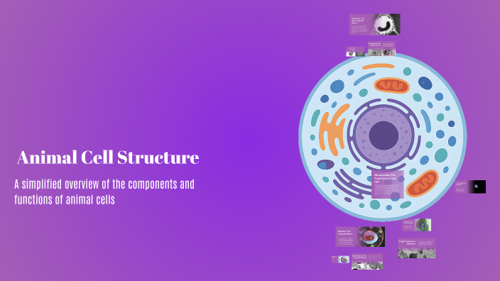 Understanding Animal Cell Structure by christel gacusana on Prezi