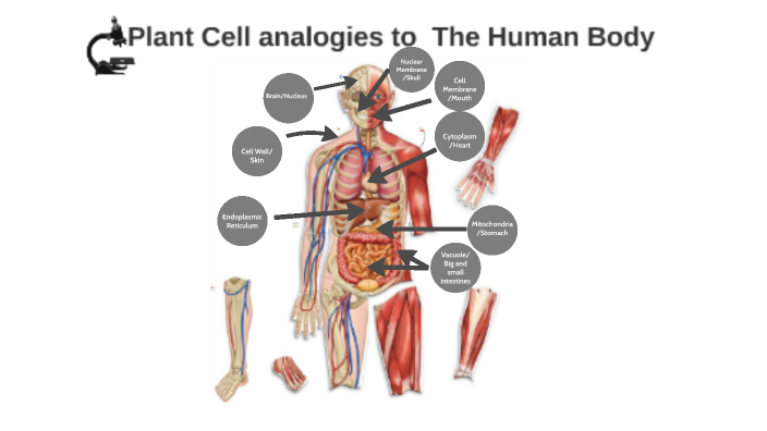 Human Body Cell Analogy by Karim Ali [Student] on Prezi