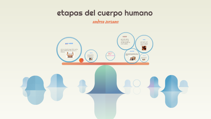 Etapas Del Cuerpo Humano By Andrea Sorzano 6239