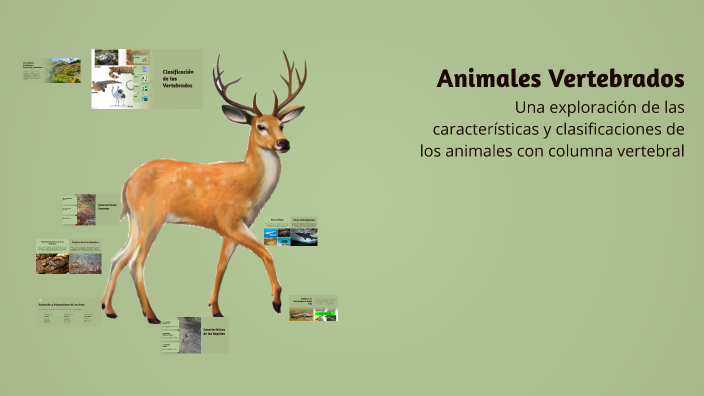 Animales Vertebrados by Gloria Flores on Prezi
