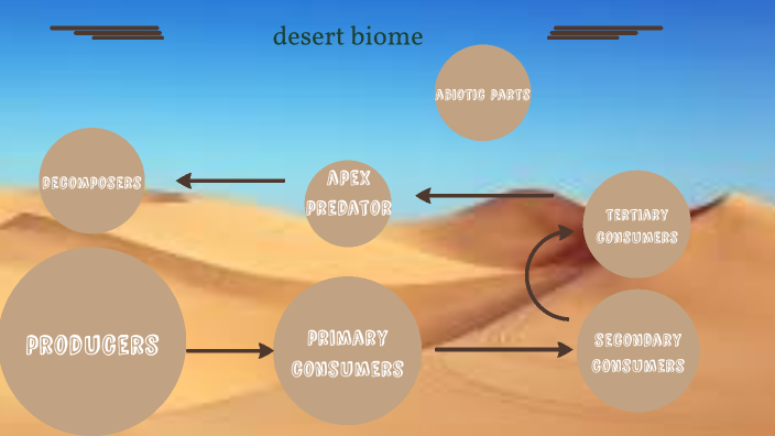 desert food web by Jackson Holcombe on Prezi Biology Diagrams