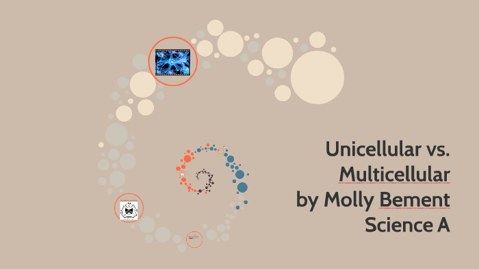 Multiseluler Uniseluler Unicellular vs. Multicellular by Molly B on Prezi