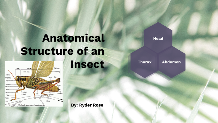 Insects Structer The Anatomical Structure of an Insect by Ryder Rose on Prezi