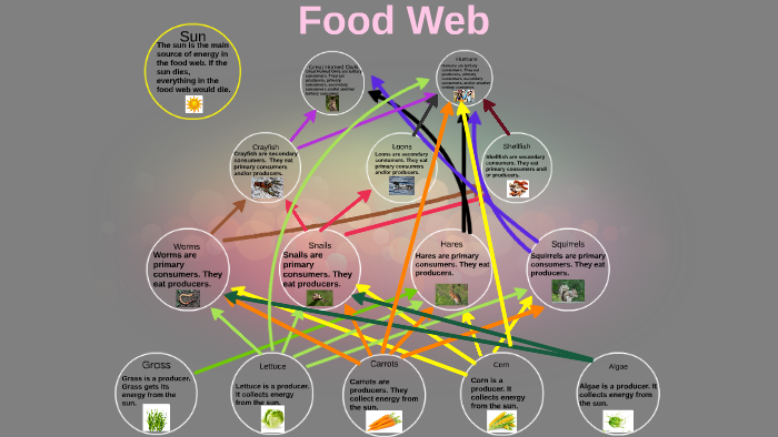 food-web-grade-7-by-jessica-m