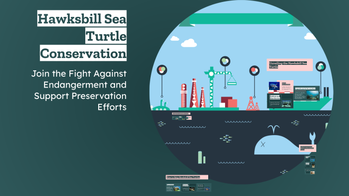 Hawksbill Sea Turtle Conservation by Allison Salazar on Prezi