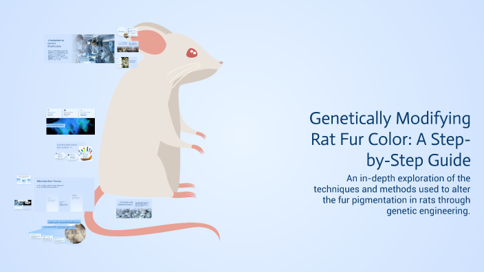 Genetically Modifying Lab Rats Genetically Modifying Rat Fur Color: A Step-by-Step Guide by alex lopez ...