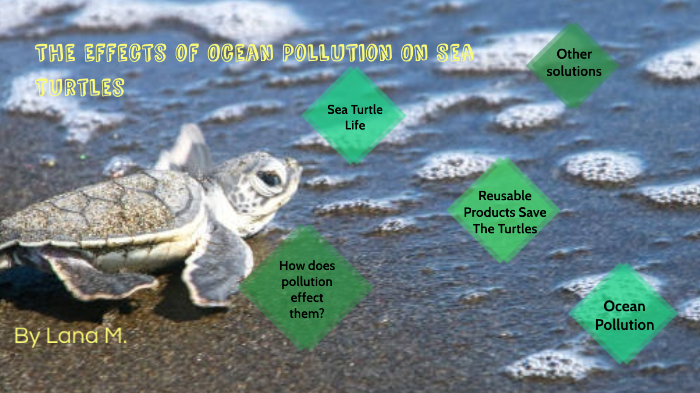 (For Prezi Video) Ocean Pollution v. Turtles by Lana Maertins on Prezi