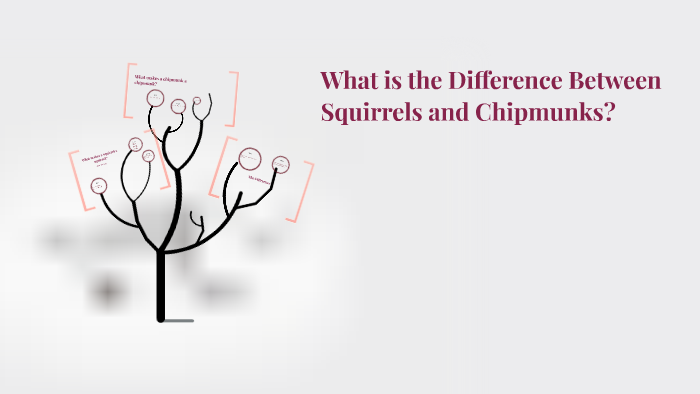 What is the Difference Between Squirrels and Chipmunks? by Tim Meleski