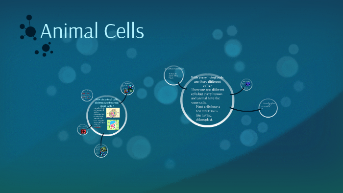 Animal Cells by katie b on Prezi