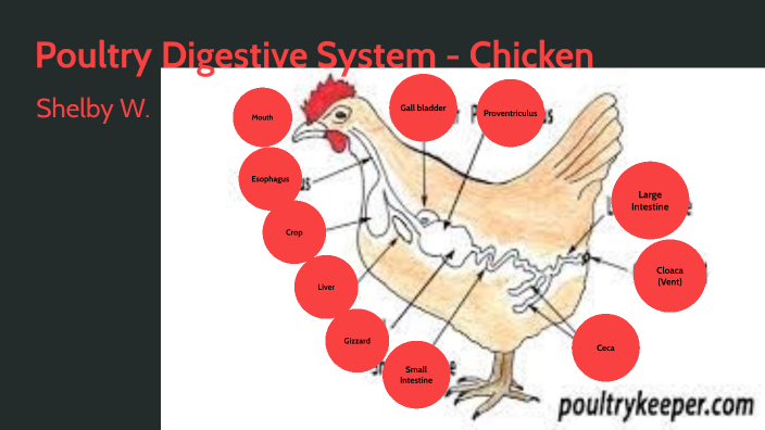 chicken digestive system diagram