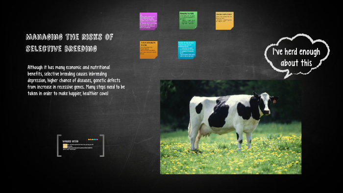 Selective Breeding Risks managing the risks of selective breeding by Maui Roush on Prezi