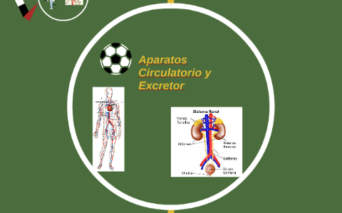 Aparatos Circulatorio Y Excretor By