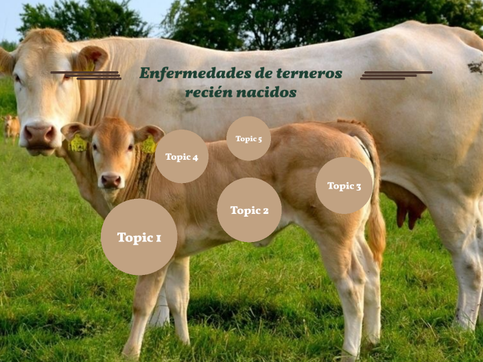 Unidad 1: Enfermedades de terneros recién nacidos by SONIA VELA IBARRA ...