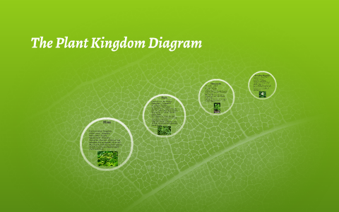 The Plant Kingdom Diagram by Brie Cone on Prezi