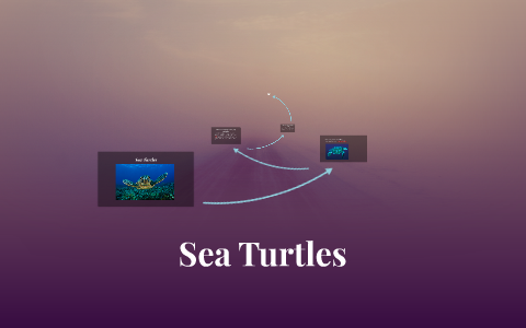 Sea Turtles by Juan calvillo on Prezi