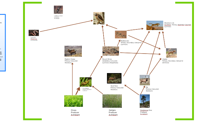 Grand Canyon Food Web By Cody Huffman by Cody Huffman on Prezi