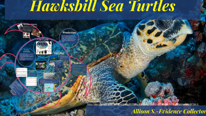 Hawksbill Sea Turtle by Ms. Okpala on Prezi