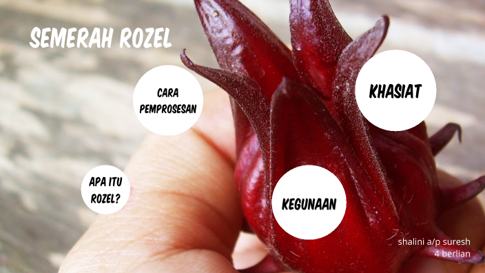 Semerah Rozel by SHALINI SURESH on Prezi