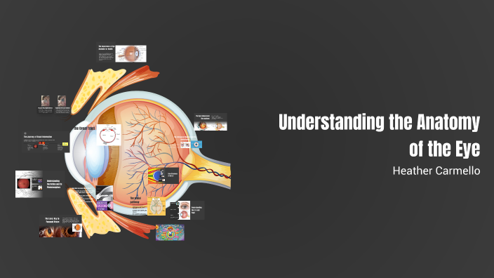 Understanding the Anatomy of the Eye by heather carmello on Prezi