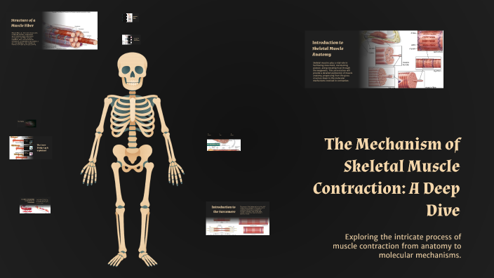 The Mechanism of Skeletal Muscle Contraction: A Deep Dive by OFFICIAL ...