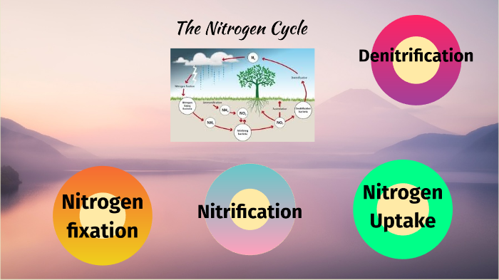 Nitrogen Cycle by ALAYNA HENRY on Prezi